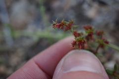 Centrostegia thurberi