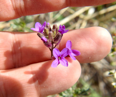 Boechera divaricarpa