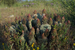 Opuntia basilaris brachyclada