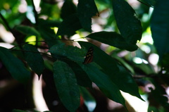 Mechanitis polymnia lycidice