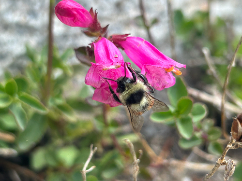 iNaturalist observation photo of Forest Bumble Bee