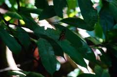 Mechanitis polymnia lycidice