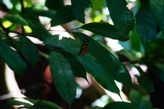 Mechanitis polymnia lycidice