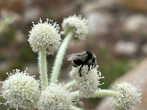 iNaturalist observation photo of Vancouver Bumble Bee