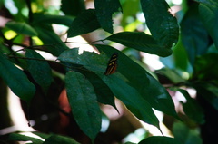 Mechanitis polymnia lycidice