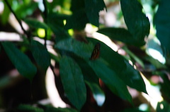 Mechanitis polymnia lycidice