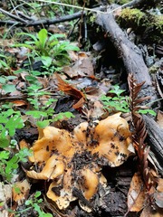 Cantharellus californicus