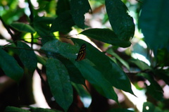 Mechanitis polymnia lycidice