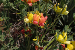 Acmispon grandiflorus grandiflorus
