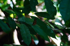 Mechanitis polymnia lycidice