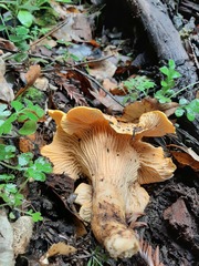 Cantharellus californicus