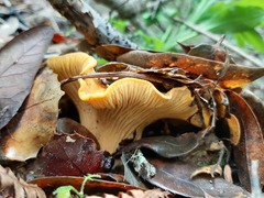 Cantharellus californicus