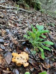Cantharellus californicus