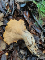 Cantharellus californicus
