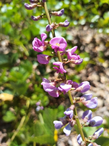 Vandasina retusa observed 2026-07-28