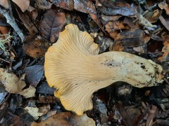 Cantharellus californicus