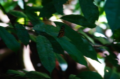 Mechanitis polymnia lycidice