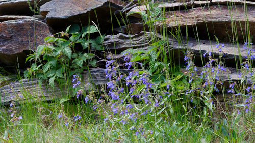 Penstemon wilcoxii, photograph 5