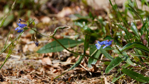 Penstemon albertinus, photograph 4