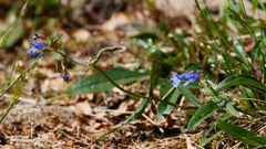 Penstemon albertinus, photograph (c) Daughter Dad, some rights reserved (CC BY)