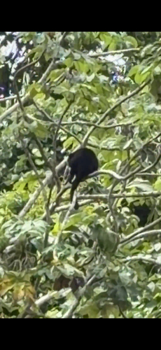 Yucatán Black Howler Monkey