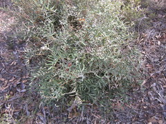 Banksia alliacea