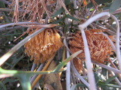 Banksia alliacea