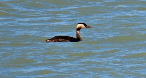 iNaturalist image