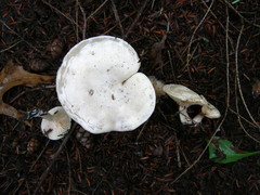 Clitocella popinalis