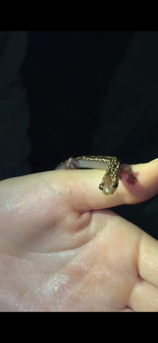 Mexican Mushroomtongue Salamander