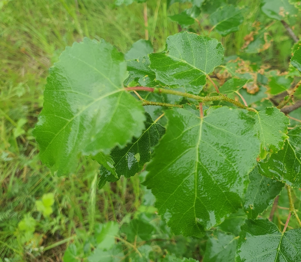Betula fruticosa; photograph (c) Urgamal Magsar, some rights reserved (CC BY)