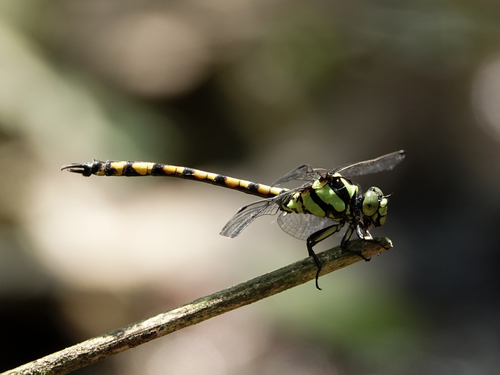 Megalogomphus smithii