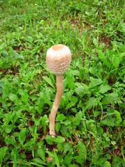 Macrolepiota prominens