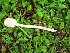 Macrolepiota prominens