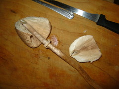 Macrolepiota prominens