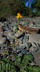 Erythranthe glaucescens