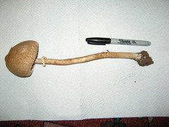 Macrolepiota prominens
