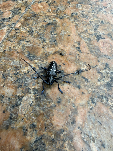 Citrus Longhorn Beetle