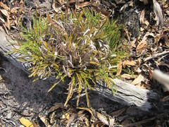 Banksia arctotidis