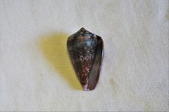 Conus aplustre