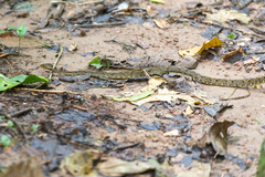Xenodon rabdocephalus