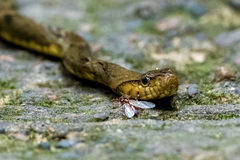 Xenodon rabdocephalus