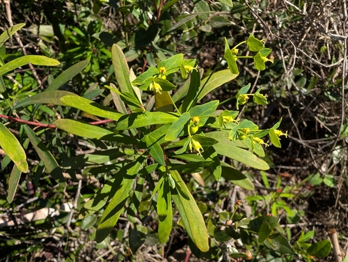 Euphorbia erubescens, 2026-07-25