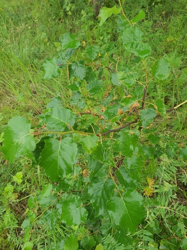 Betula fruticosa, photograph 5