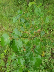(c) Urgamal Magsar, some rights reserved (CC BY) Betula fruticosa, photograph (c) Urgamal Magsar, some rights reserved (CC BY)