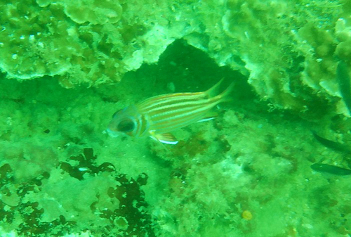 Red Squirrelfish