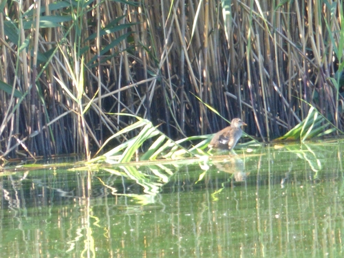 iNaturalist image