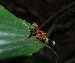 Rhyncocheilus aureus