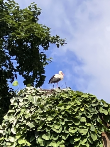 White Stork