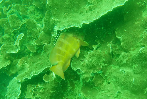 Blacktip Grouper